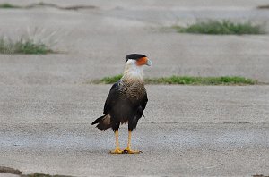 Hawk, Crested Caracara, 2013-01084050 Laguna Atascosa area, TX_2